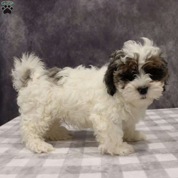 Parker, Shih-Poo Puppy